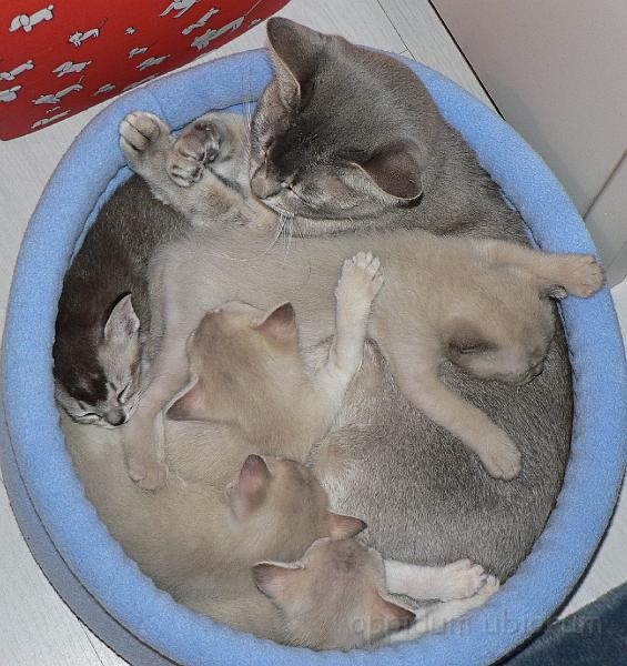 heel veel vlees in de mand.jpg